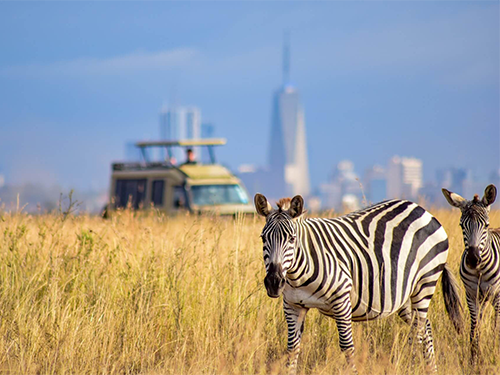 1-day-nairobi-national-park-tour
