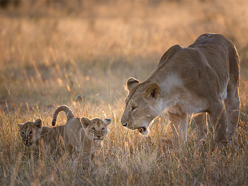 4-days-masai-mara-lake-nakuru-family-safari