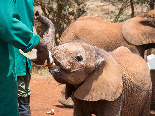 giraffe-centre-and-david-sheldrick-half-day-tour