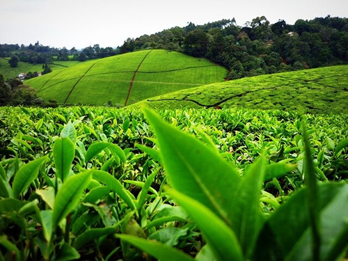 nairobi-tea-farm-private-tours