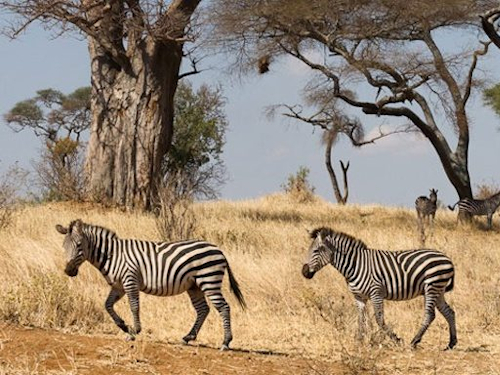 3 DAYS TANZANIA SAFARI 1