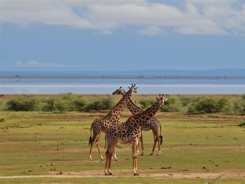 6 DAYS LAKE MANYARA-SERENGETI-NGORONGORO SAFARI