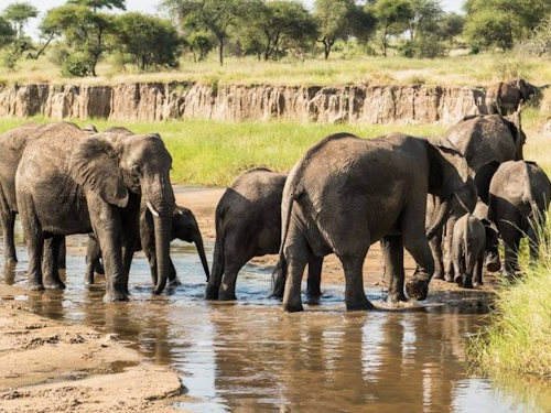 6 Days Private Lake Manyara-serengeti-ngorongoro Safari