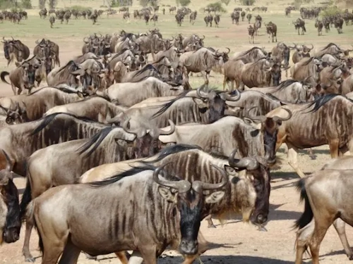 8 Days Tanzania Safari Tarangire, ngorongoro ,serengeti ,lobo lake Natron ,lake Manyara