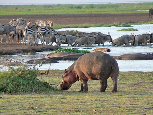 lake_manyara_park.jpg.1920x790_q85_crop