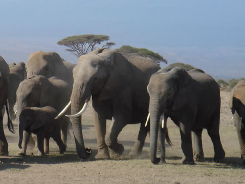 3 DAYS KENYA AMBOSELI SAFARI 3 DAYS KENYA AMBOSELI SAFARI
